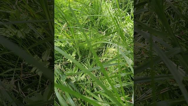 Яркая Зеленая #Трава - Летняя #Природа и #Растения Украины Green Grass 4k Summer Nature Shorts Video Яркая Зеленая #Трава - Летняя #Природа и #Растения Украины Green Grass 4k Summer Nature Shorts Video