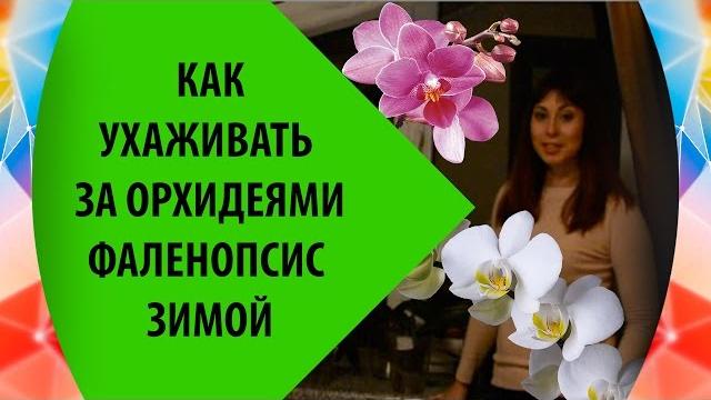 Как ухаживать за орхидеями фаленопсис зимой Как ухаживать за орхидеями фаленопсис зимой