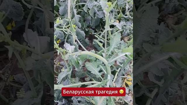 Термометры в Беларуси фиксируют рекордные заморозки по ночам, хотя на улице уже неделю май Термометры в Беларуси фиксируют рекордные заморозки по ночам, хотя на улице уже неделю май