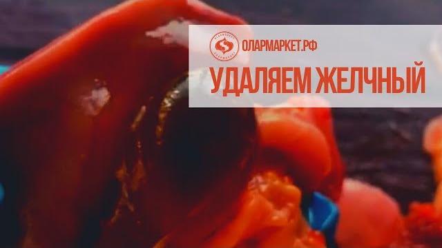 ЖЕЛЧНЫЙ ПУЗЫРЬ - ГЛАВНЫЙ ВРАГ ВКУСНОЙ РЫБКИ ЖЕЛЧНЫЙ ПУЗЫРЬ - ГЛАВНЫЙ ВРАГ ВКУСНОЙ РЫБКИ
