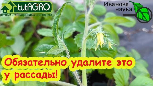 Отщипните это у томата и он завалит вас урожаем. Отщипните это у томата и он завалит вас урожаем.