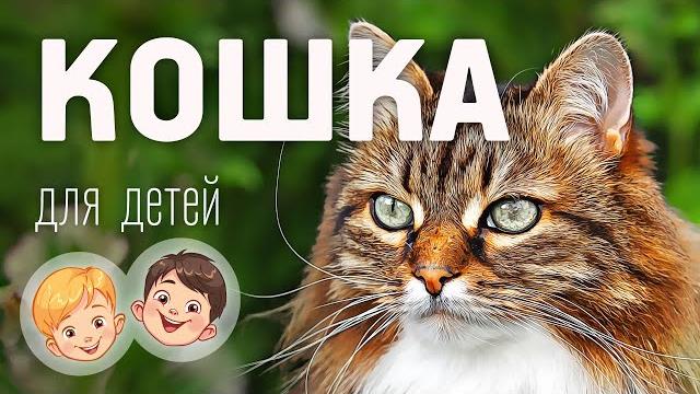 Кошка. Видео про животных для детей 3+ Кошка. Видео про животных для детей 3+