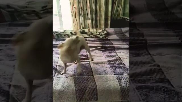 Собака танцует Собака танцует