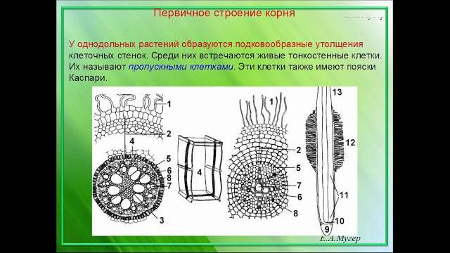 Корень растения Корень растения