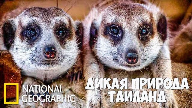 Дикая природа Таиланда. (Часть 1 из 2) Документальный фильм про животных. National Geographic. Дикая природа Таиланда. (Часть 1 из 2) Документальный фильм про животных. National Geographic.
