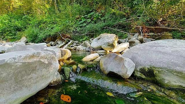 A forest stream with the singing of evening mountain birds. Nature sounds for relaxation and sleep. A forest stream with the singing of evening mountain birds. Nature sounds for relaxation and sleep.