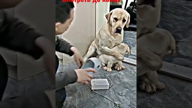 Собака защищает своего щенка Собака защищает своего щенка
