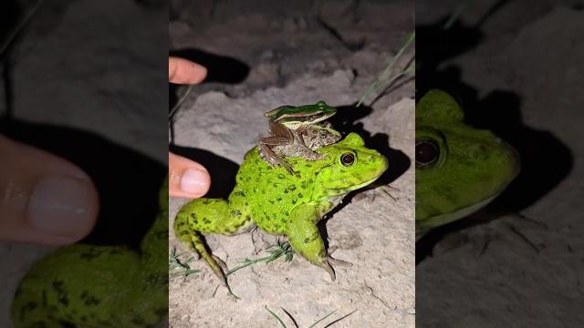 Frog sounds funny boing boing | catch a frog for fun hahaha | frog froggy toad funny video Frog sounds funny boing boing | catch a frog for fun hahaha | frog froggy toad funny video