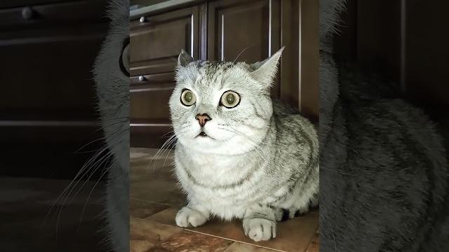 Самая мощная организация в мире #cat #видосыоткота #кот #юмор #котик #смех #ржака #прикол #приколы Самая мощная организация в мире #cat #видосыоткота #кот #юмор #котик #смех #ржака #прикол #приколы