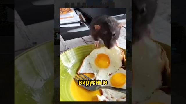 ВИРУСНЫЕ ВИДЕО / Козёл романтик ВИРУСНЫЕ ВИДЕО / Козёл романтик