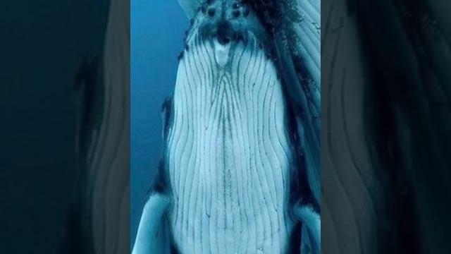 Кашалот Кашалот
