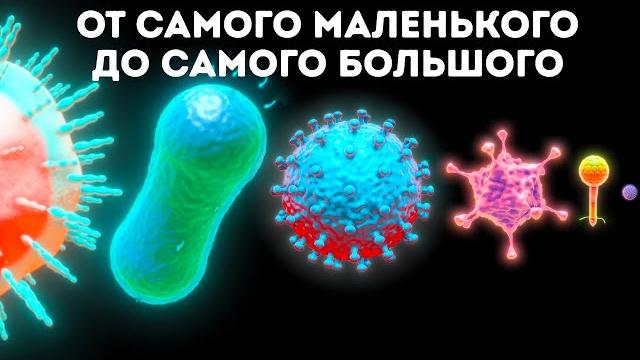 Микробы: от самого маленького до самого большого Микробы: от самого маленького до самого большого