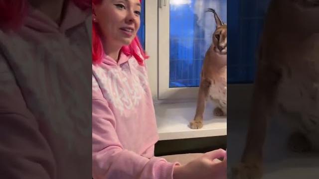 Игрушка в виде кота ШЛЁПЫ от БЛОПТОП Игрушка в виде кота ШЛЁПЫ от БЛОПТОП