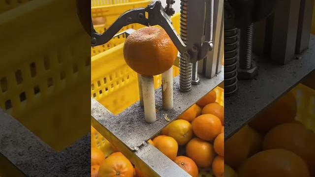 Почему мандариновая кожура ценится на вес золота? Почему мандариновая кожура ценится на вес золота?