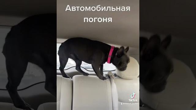 #французскийбульдог #прикол #малыш #бульдог #веселоевидео #frenchbulldog #погоня #лысыйкот #часть2 #французскийбульдог #прикол #малыш #бульдог #веселоевидео #frenchbulldog #погоня #лысыйкот #часть2