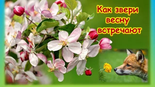 Звери весной Звери весной