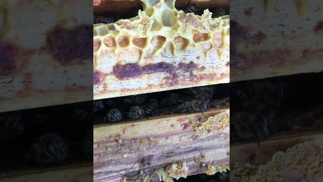 Как пчелы делают мёд Как пчелы делают мёд