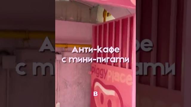 Piggy place(есть в мск и спб) inst: irrrrliasota #минипиг #антикафе #москва #забавныеживотные Piggy place(есть в мск и спб) inst: irrrrliasota #минипиг #антикафе #москва #забавныеживотные
