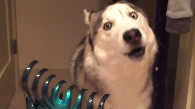 Funniest Husky Videos Funny And Cute Dog Videos Compilation! Funniest Husky Videos Funny And Cute Dog Videos Compilation!