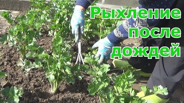 Необходимость рыхления почвы на всех грядках и посадках после обильных дождей, особенно после зимы Необходимость рыхления почвы на всех грядках и посадках после обильных дождей, особенно после зимы