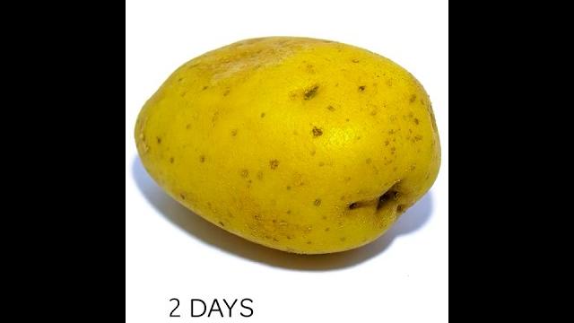 Rotting Potato Timelapse #Shorts Rotting Potato Timelapse #Shorts