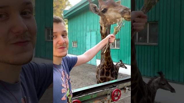 Кормлю Жирафа Кормлю Жирафа