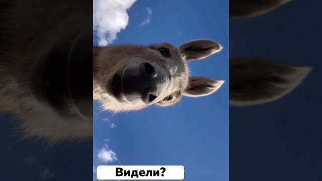 А вы видели? Пятничный юмор А вы видели? Пятничный юмор