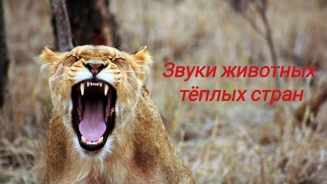Звуки животных жарких стран. Звуки животных жарких стран.