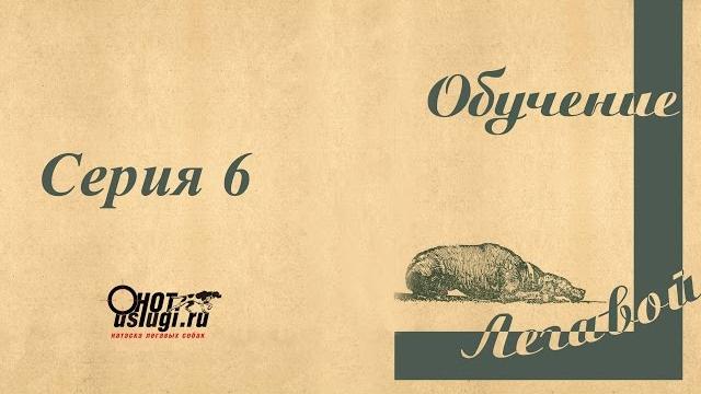 Дрессировка курцхаара (дратхаара) - 6 серия Дрессировка курцхаара (дратхаара) - 6 серия