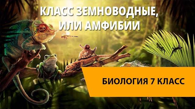 Класс Земноводные, или Амфибии Класс Земноводные, или Амфибии