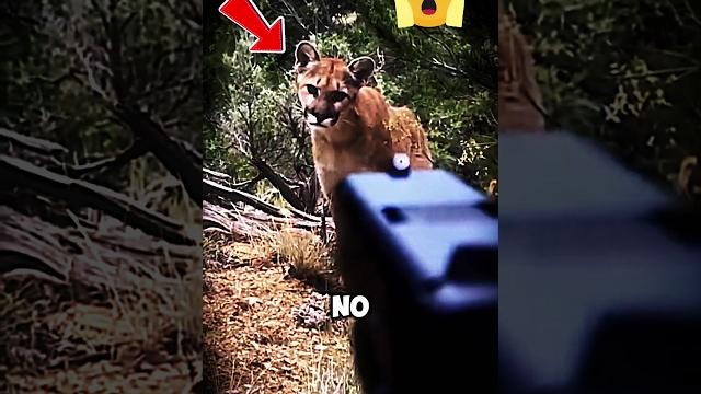 1 Cougar vs Wolf Pack - Who Would Win? 1 Cougar vs Wolf Pack - Who Would Win?