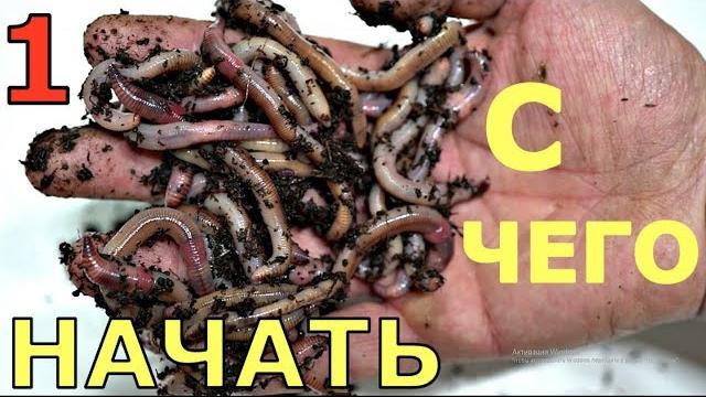 Всё о выращивании червей в домашних условиях. Как содержать и чем кормить червя Часть1 Всё о выращивании червей в домашних условиях. Как содержать и чем кормить червя Часть1