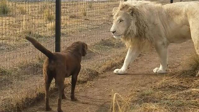Lion asking dog for forgiveness Lion asking dog for forgiveness