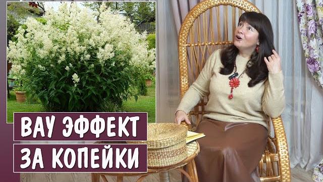 Эти растения УКРАСЯТ УЧАСТОК ЗА КОПЕЙКИ! Эти растения УКРАСЯТ УЧАСТОК ЗА КОПЕЙКИ!