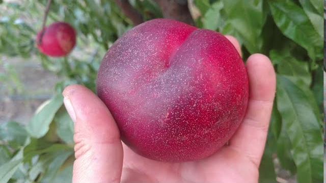 Нектарин Биг Топ /nectarine Big Top/ Полное созревание. Отзыв и видео от питомника Макси Сад Нектарин Биг Топ /nectarine Big Top/ Полное созревание. Отзыв и видео от питомника Макси Сад