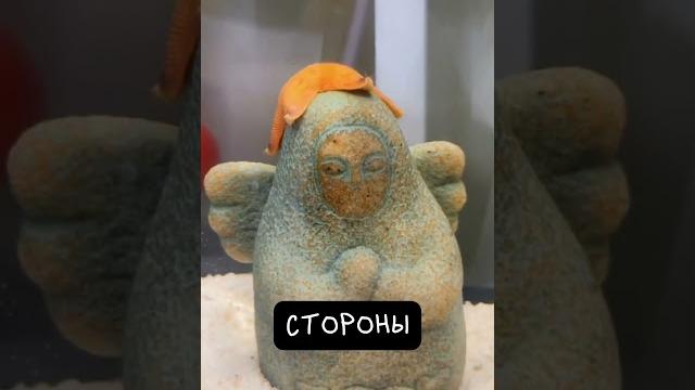 Морская Звезда Удивительно Красива Морская Звезда Удивительно Красива