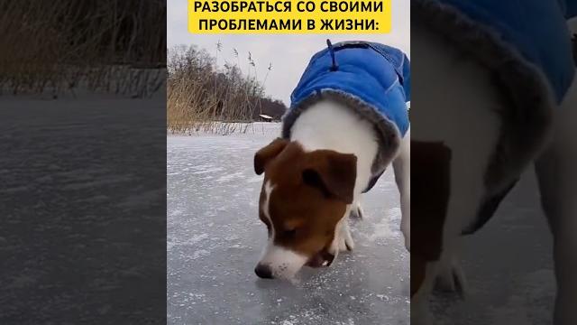 Как ваш год?#кризис #проблемы #развод #собака #собаки #собачка #собачки #смешно #смешное #юмор #мы Как ваш год?#кризис #проблемы #развод #собака #собаки #собачка #собачки #смешно #смешное #юмор #мы