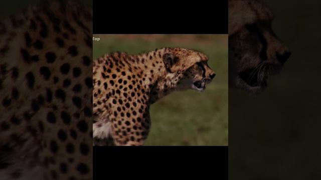 The incredible speed of a cheetah! The incredible speed of a cheetah!