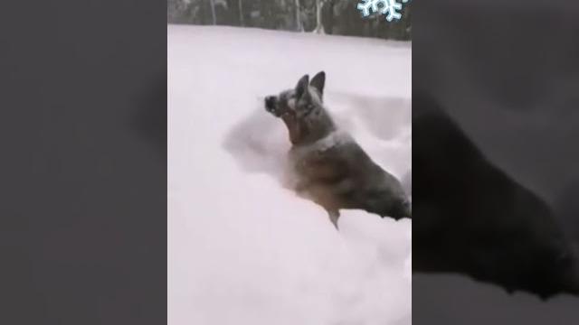Зимушка зима ️ Смешные видео 2021 новинки 2021 Зимушка зима ️ Смешные видео 2021 новинки 2021