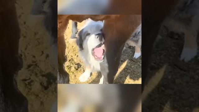 Зачем собаки едят это с лошади? Зачем собаки едят это с лошади?