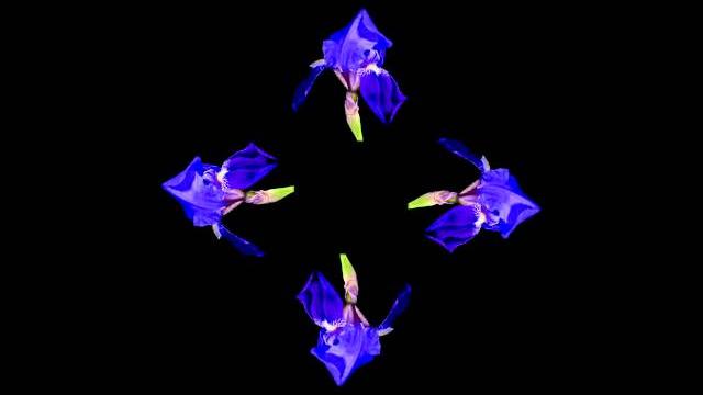 ЦВЕТЫ видео для голографической 3D пирамиды ЦВЕТЫ видео для голографической 3D пирамиды