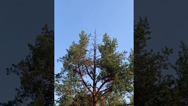 1080p Дятел долбит и долбит 1080p Дятел долбит и долбит