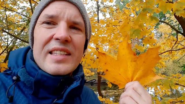 Почему осенью желтеют и краснеют листья? Почему осенью желтеют и краснеют листья?