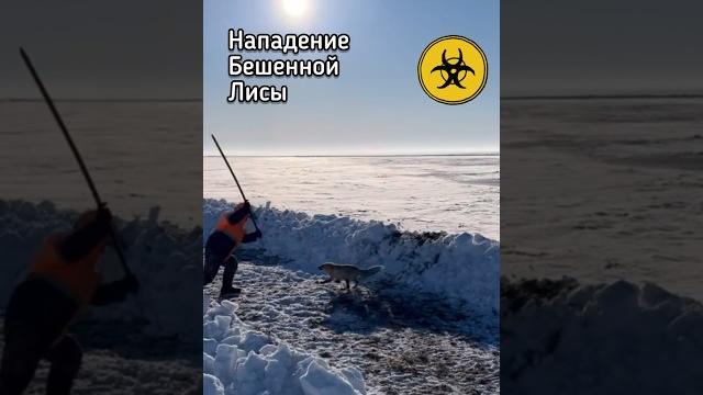 Бешенство у диких животных #вирусбешенства Бешенство у диких животных #вирусбешенства