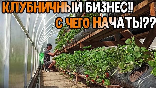 Клубника с НУЛЯ!! С чего НАЧАТЬ!? Мой ОПЫТ// Клубника с НУЛЯ!! С чего НАЧАТЬ!? Мой ОПЫТ//