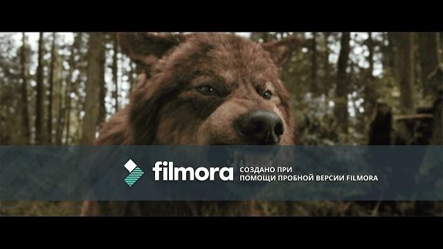 Клип про волков. Песня я одинокий волк. Клип про волков. Песня я одинокий волк.