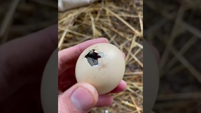 Цыплёнок в яйце / chicken in egg Цыплёнок в яйце / chicken in egg