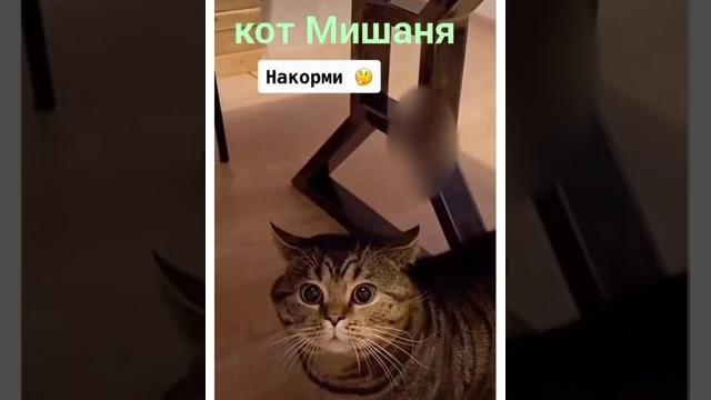 Они говорящие #кот#говорящийкот Они говорящие #кот#говорящийкот