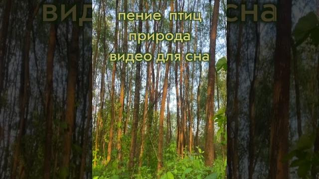ЛЕС пение ПТИЦ природа видео для СНА ЛЕС пение ПТИЦ природа видео для СНА