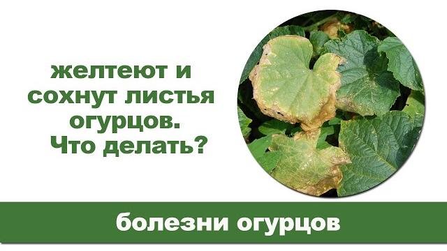 5 причин, почему желтеют и усыхают листья огурцов? 5 причин, почему желтеют и усыхают листья огурцов?